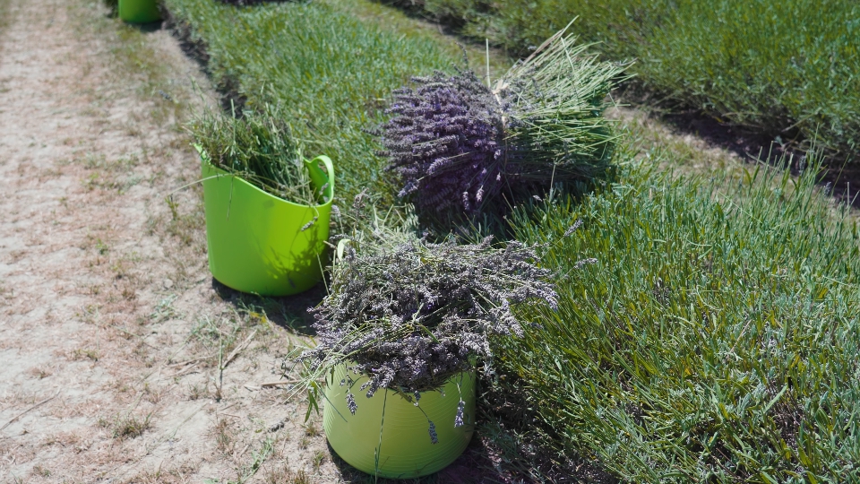Lavanda raccolta nei secchi