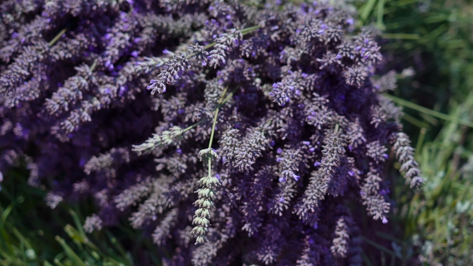 Primo piano della lavanda raccolta