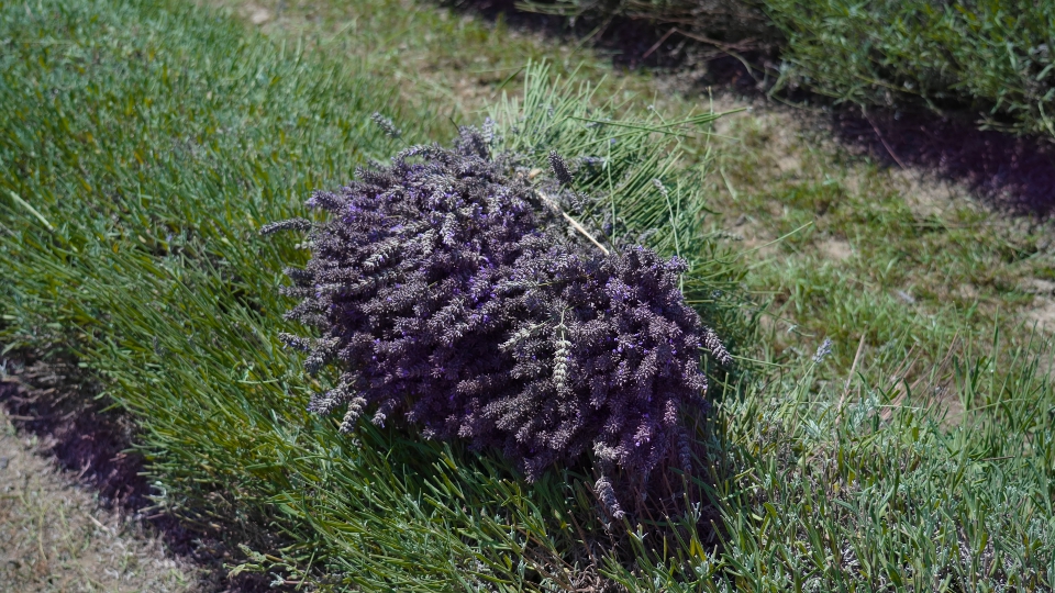 Lavanda appena tagliata sul campo d’estate
