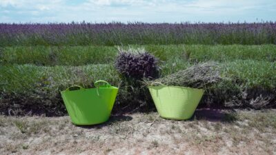 Harvested lavender in the buckets on the agricultural field
