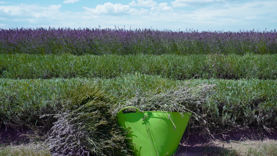 Lavender plant cut and placed in plastic bucket