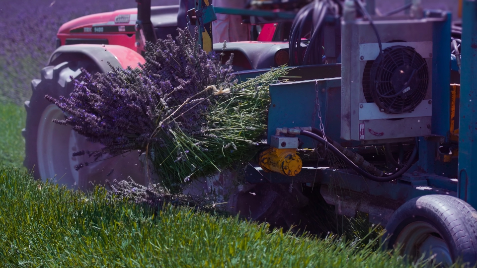Trattore taglia campo di lavanda