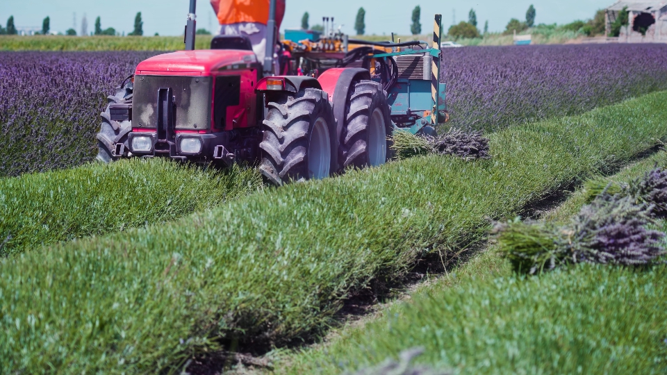 Lavender plants are cut by tractor