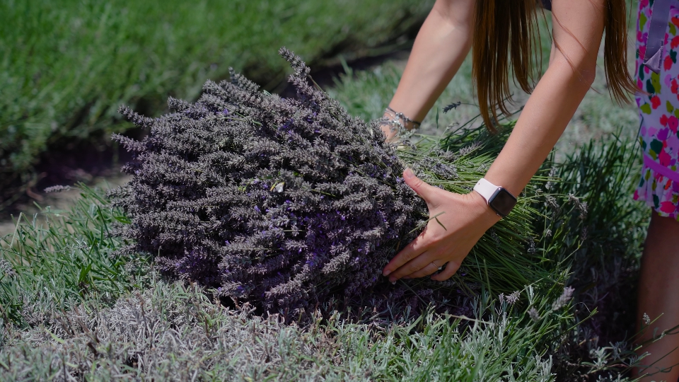 Woman’s hands take a bunch of cut lavender