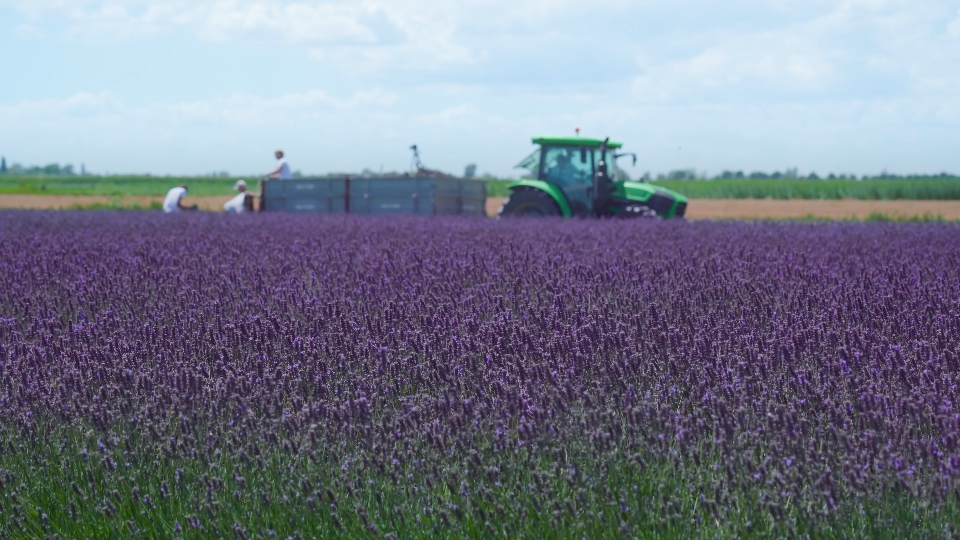 Raccolta della lavanda sul campo agricolo