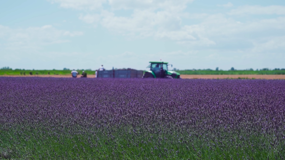 Lavender picking in season