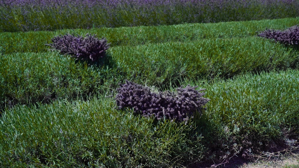 Bunches of cut lavender
