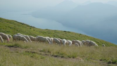 Pecore mangiano erba sulle montagne