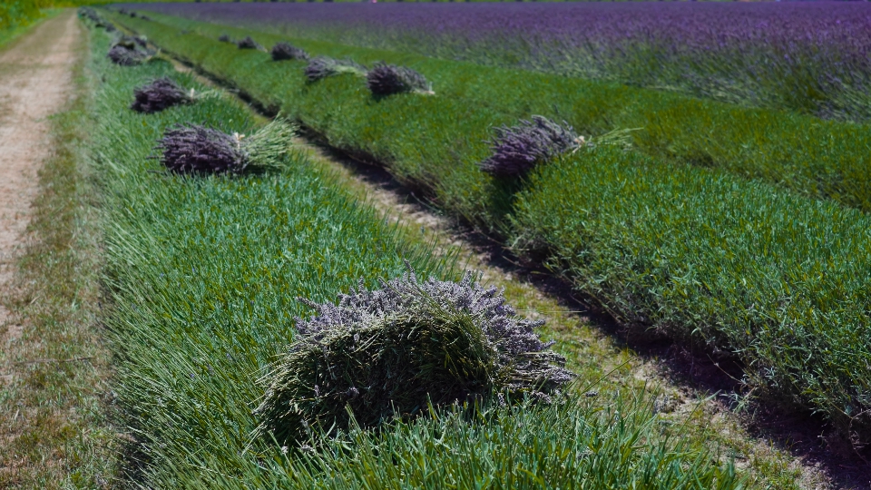 Spostamento lungo file di lavanda tagliata