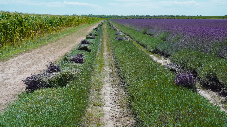 File verdi con pile di lavanda tagliata