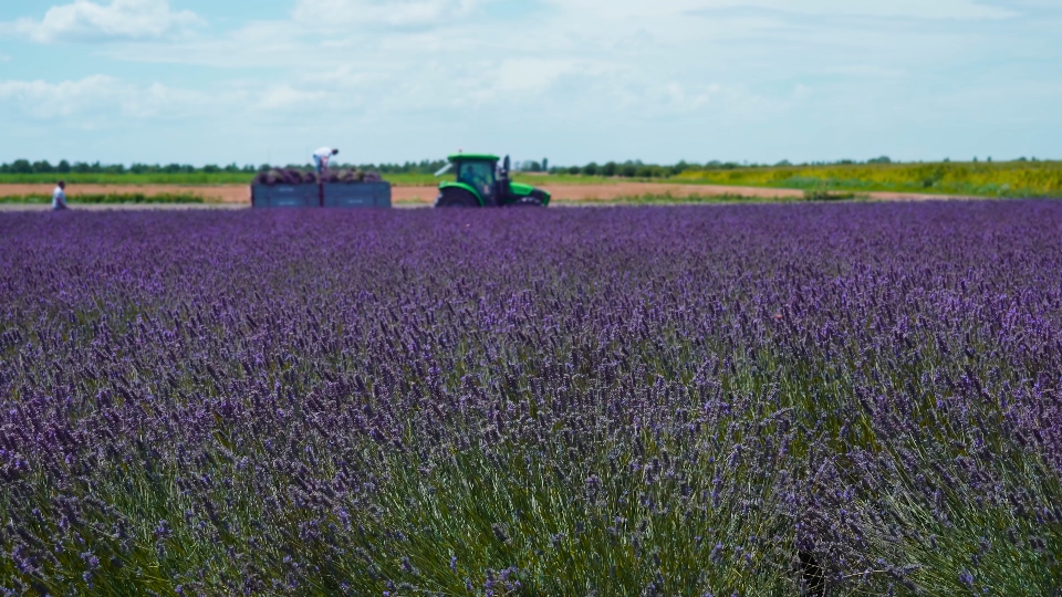 Spostamento lungo campo di lavanda durante la raccolta