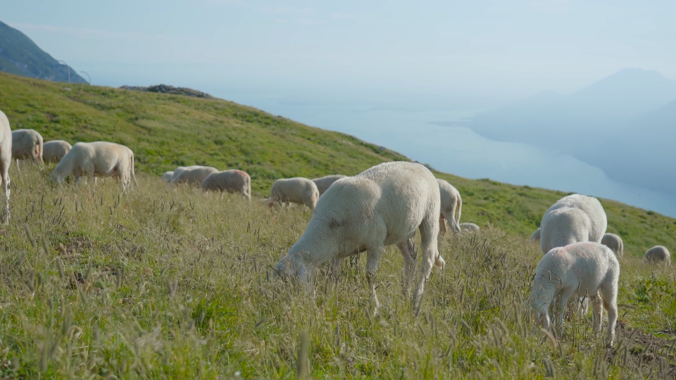 Pecore sul pascolo sul Monte Baldo