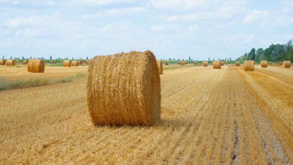 Round straw bale on the agricultural field