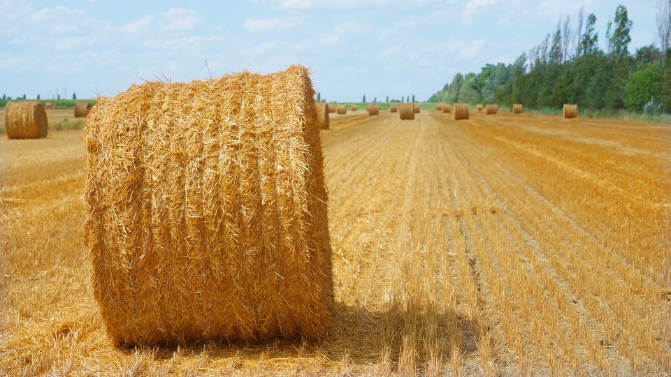 Campo giallo con balle di fieno rotonde