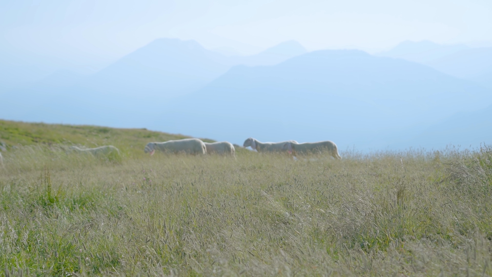 Pecore camminano al pascolo