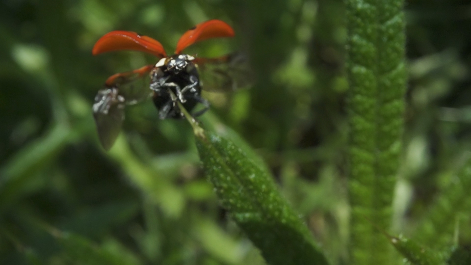 Coccinella: Volo Libero nella Natura