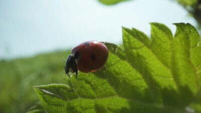 Red Ladybug in the Summer Nature