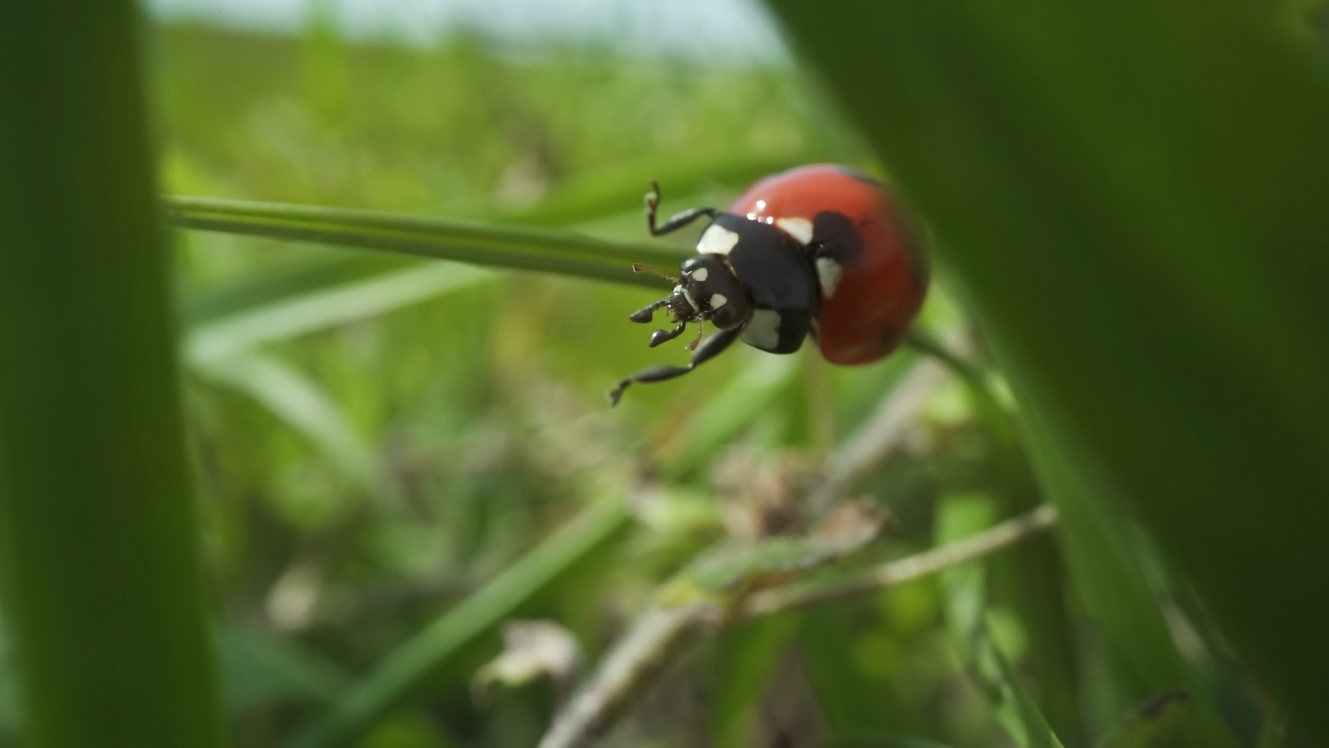 Ladybug on Summer Green Grass
