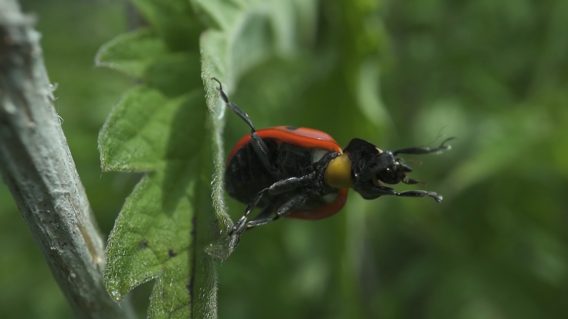 Coccinella arrabbiata muove le zampe