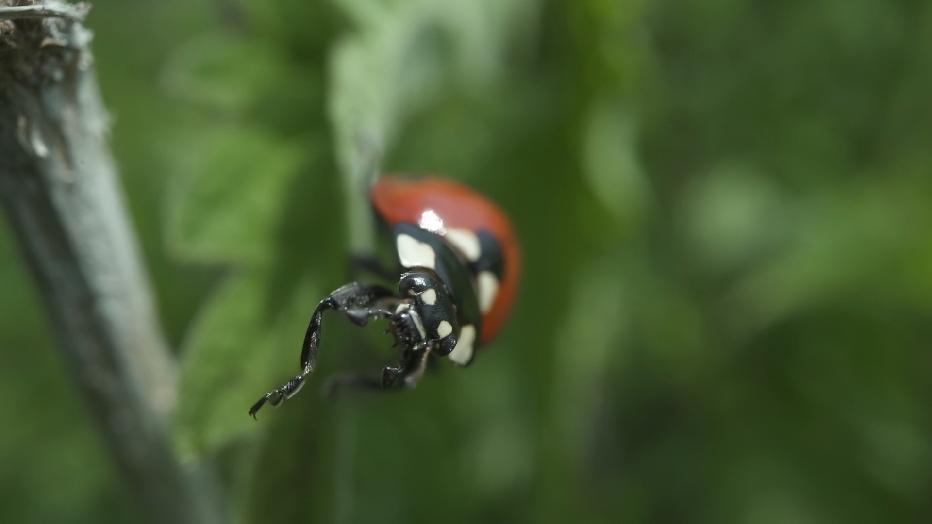 Ladybug tries to get to the room with her paws