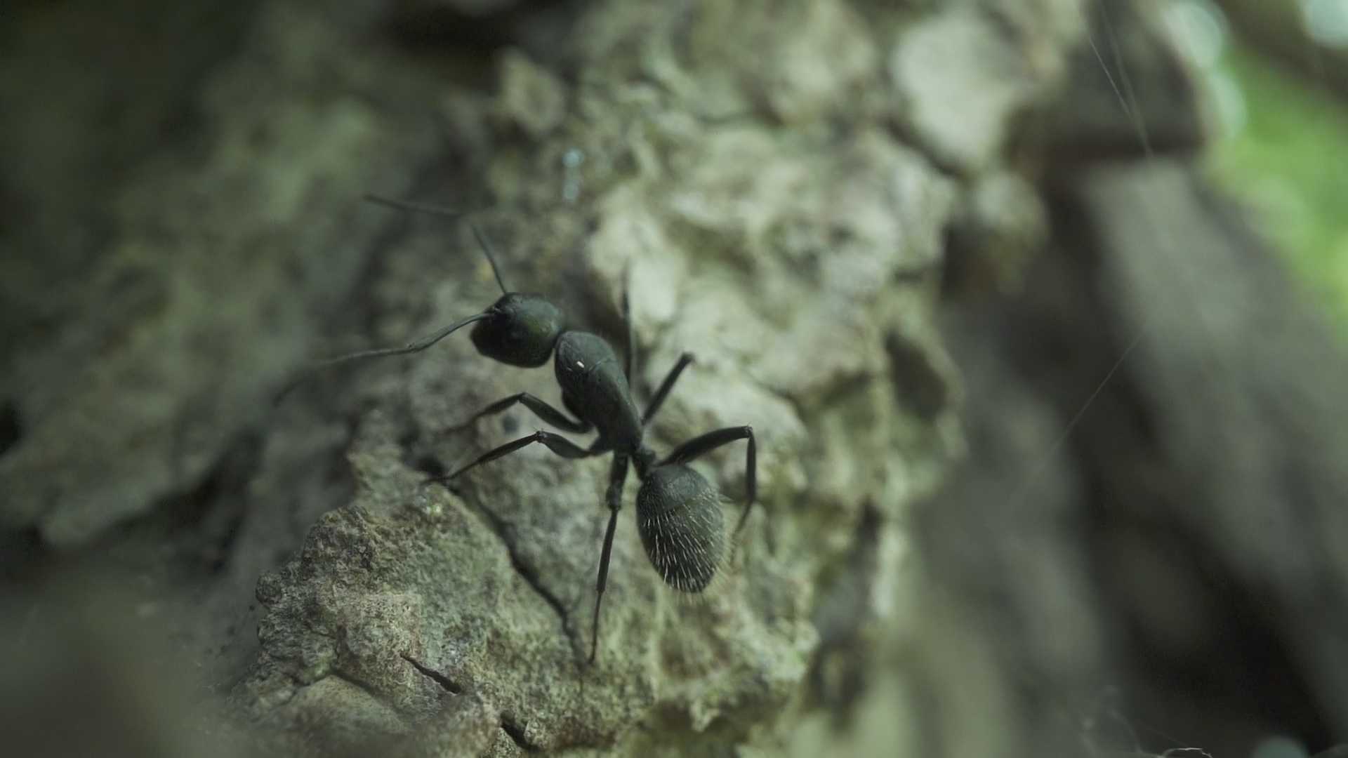 Ant sitting on the bark of the tree