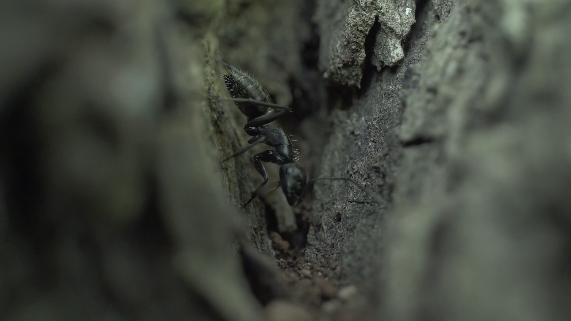 Ant in the bark of the tree
