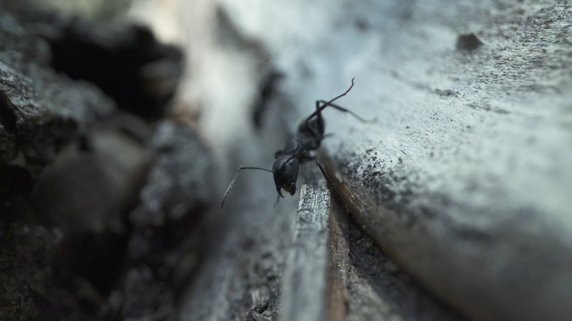 Ant meets other ant and they fight