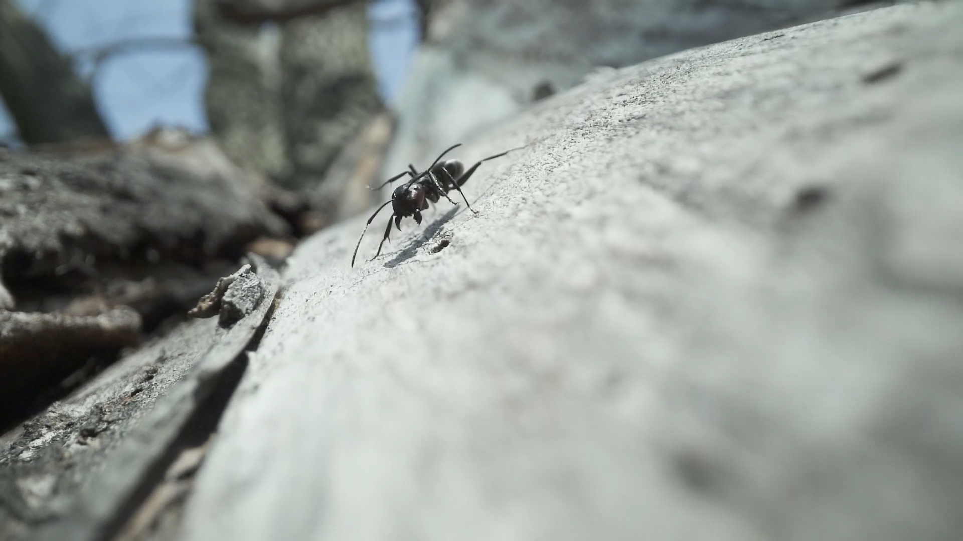 Black ant runs fast on the tree
