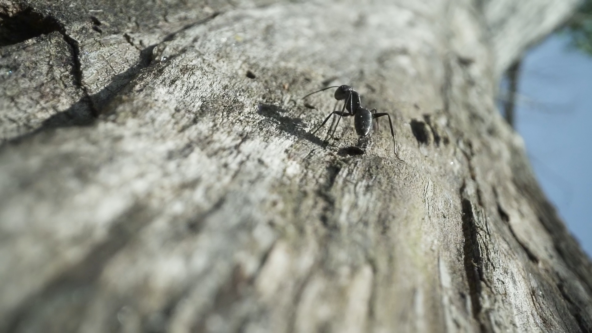 Big black ant runs in macro