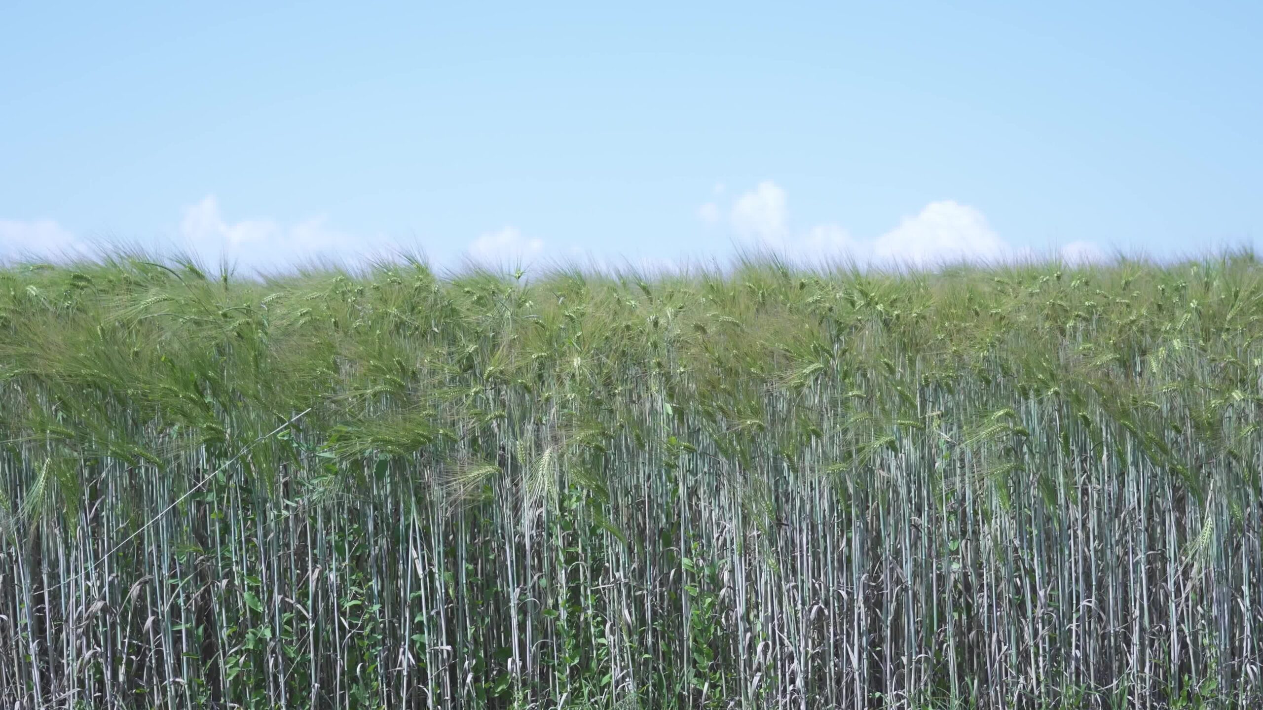 Green wheat grows under blue sky