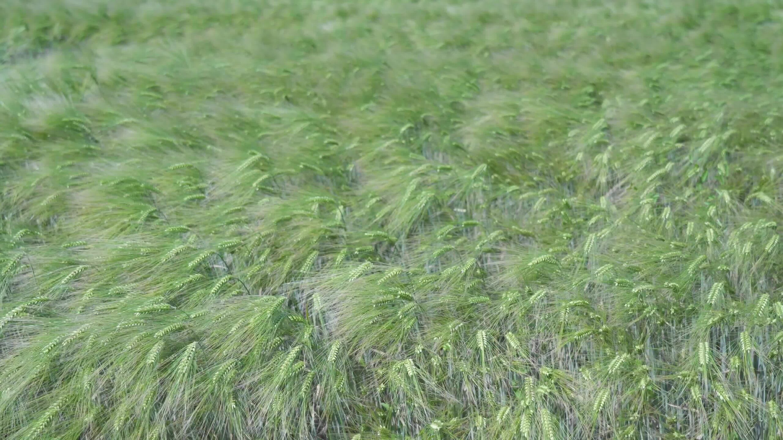Green barley plants under the wind