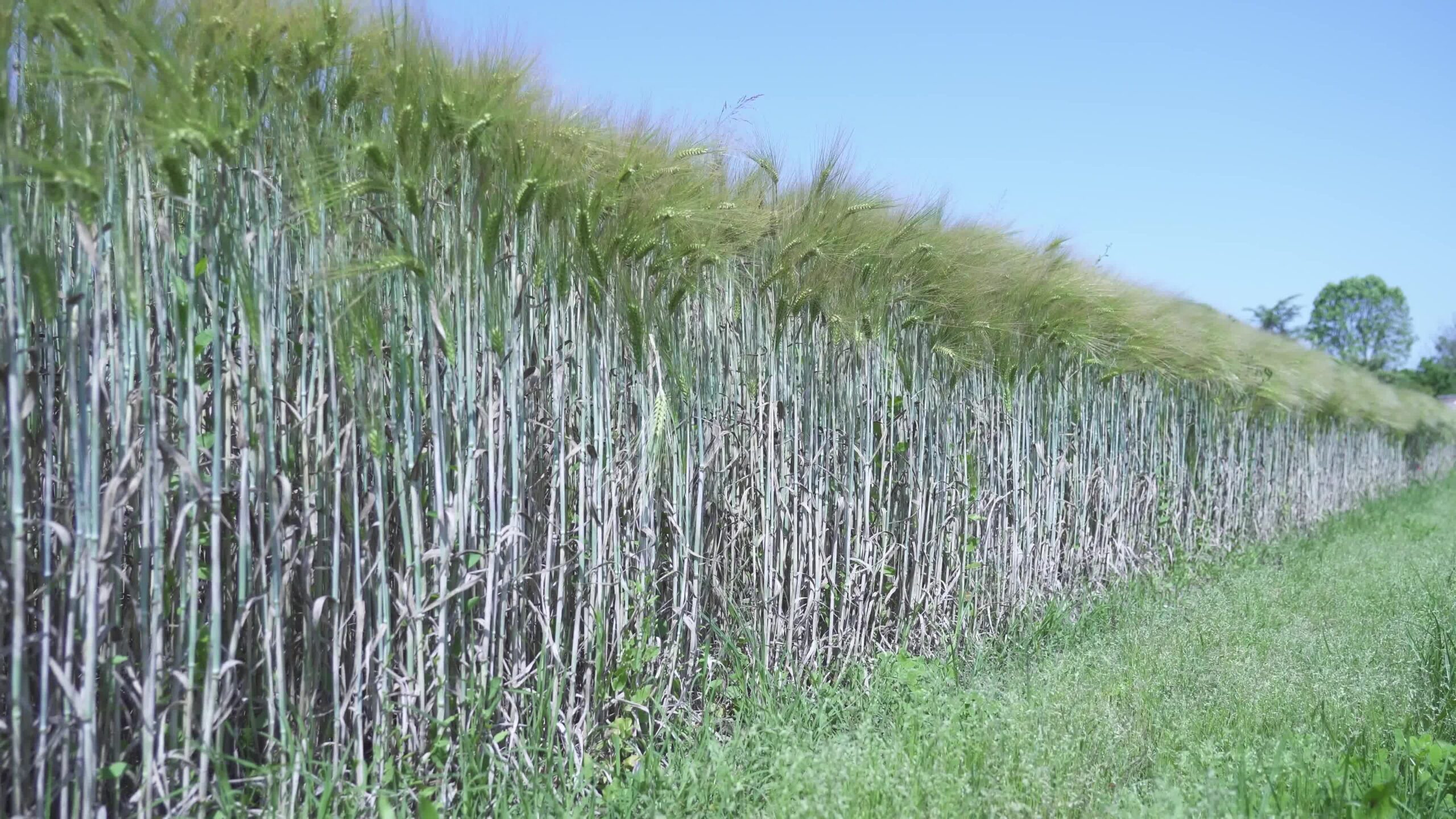 Field of barley in May