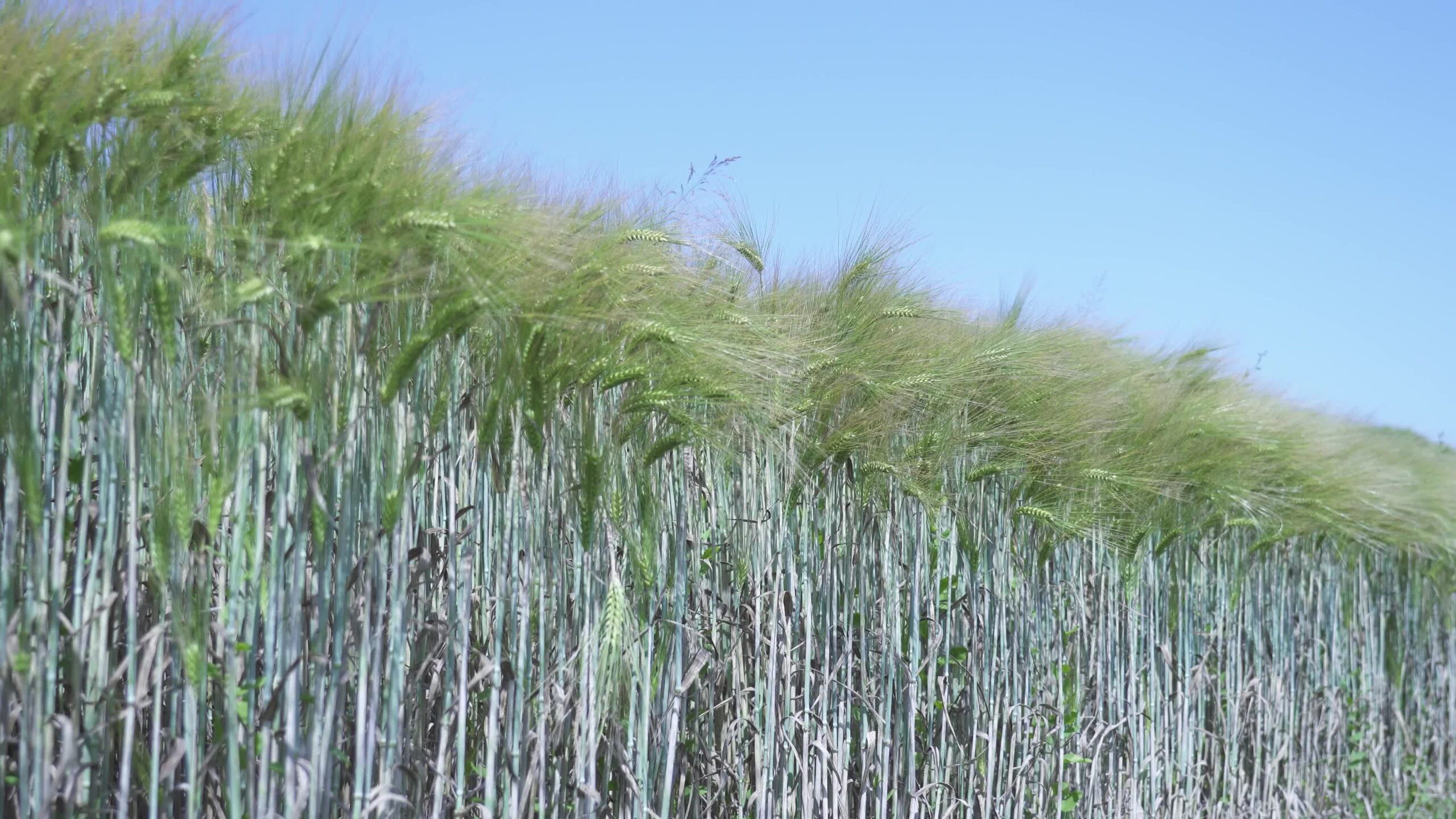 Green wheat field in spring