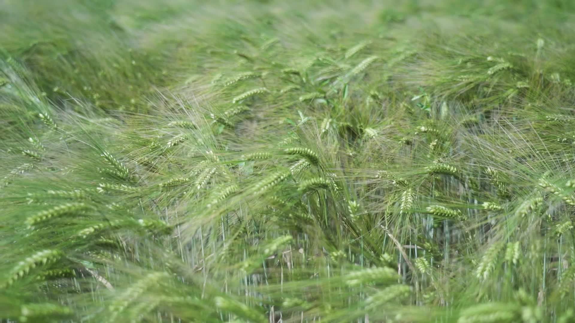 Green barley plants move in slow motion