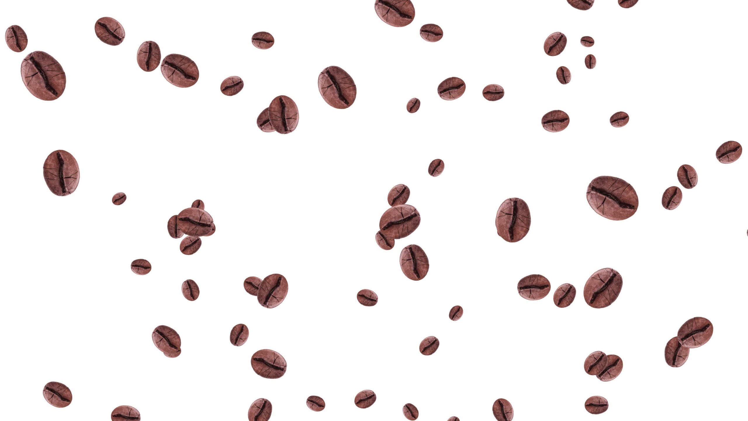 Seed contained in the berries of plants of the genus Coffea