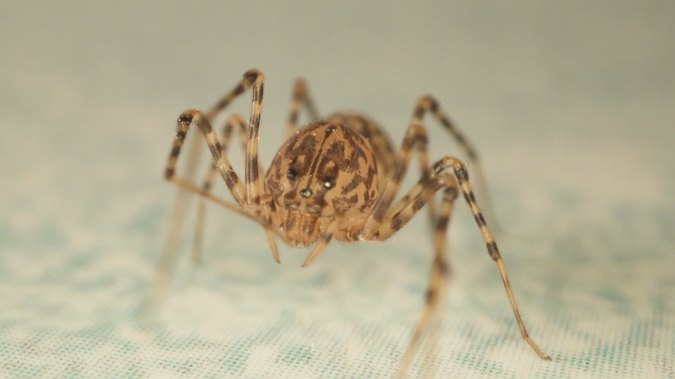 Muzzle of the house spider