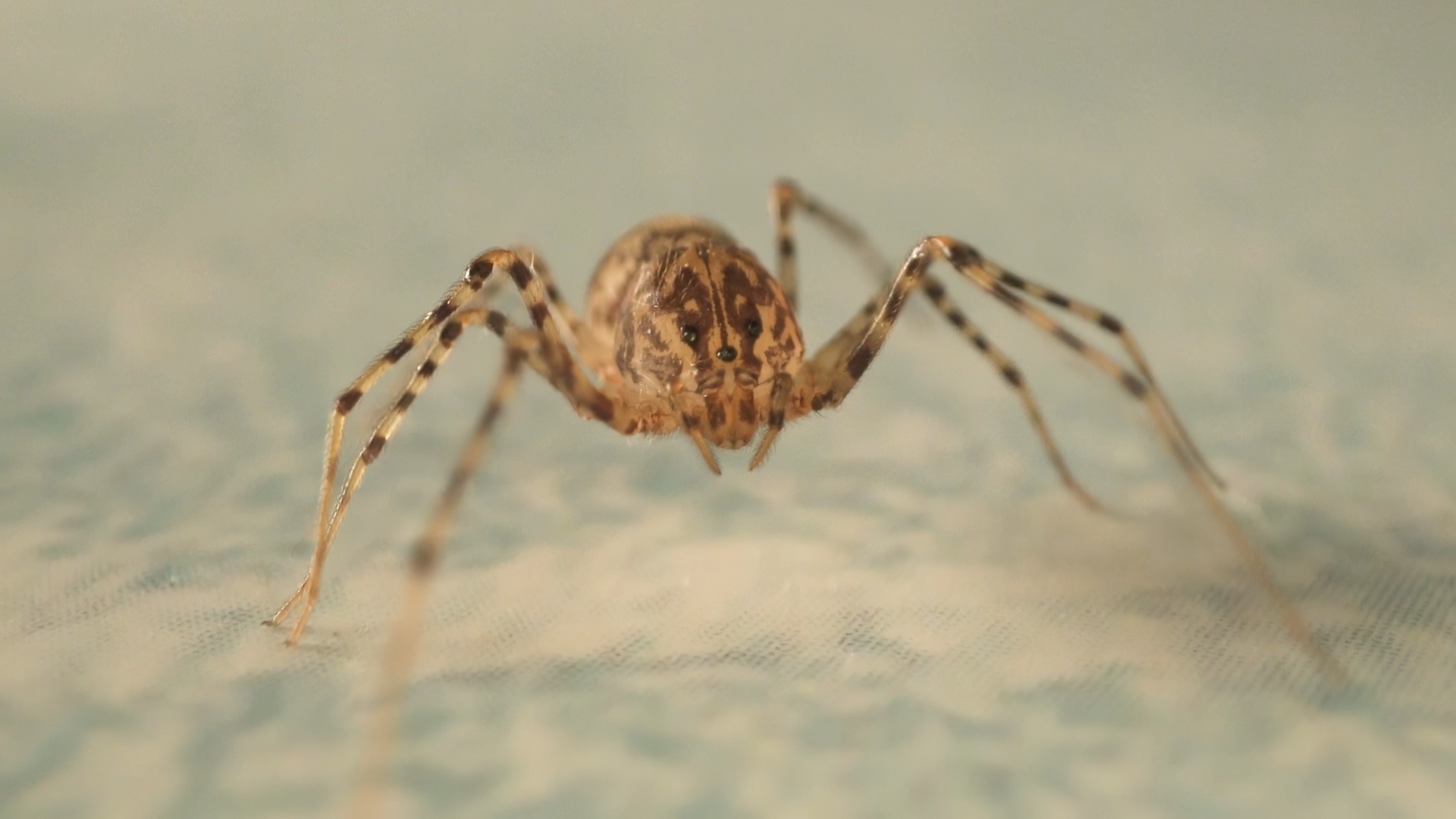 Ragno delle abitazioni cammina in slow motion – Macro shot