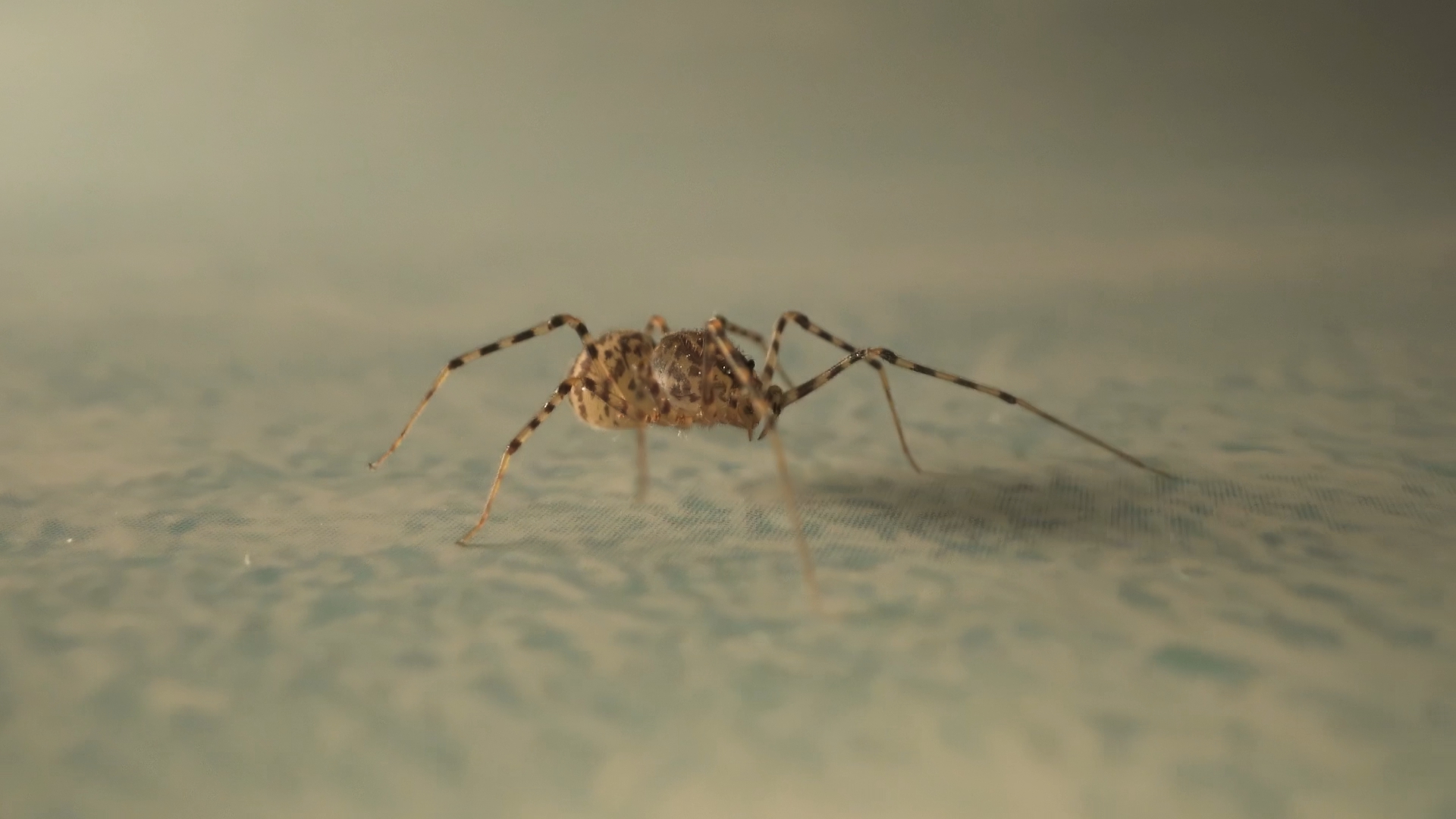 Non venomous spider runs on the floor
