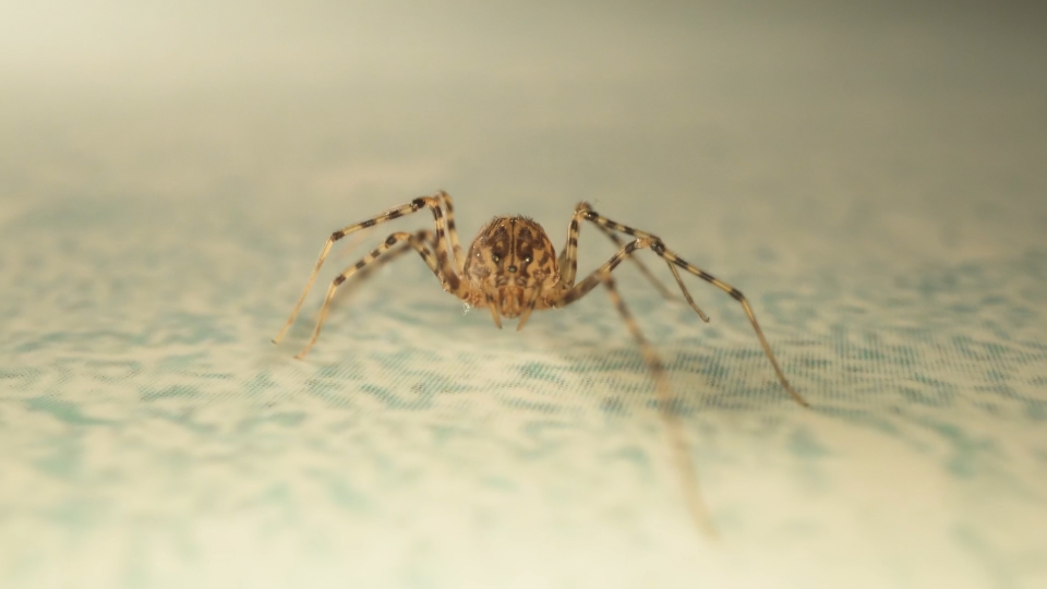 House spider