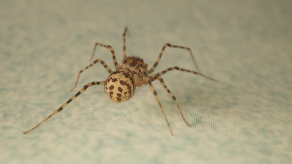 Fast walk of a spider from behind in macro
