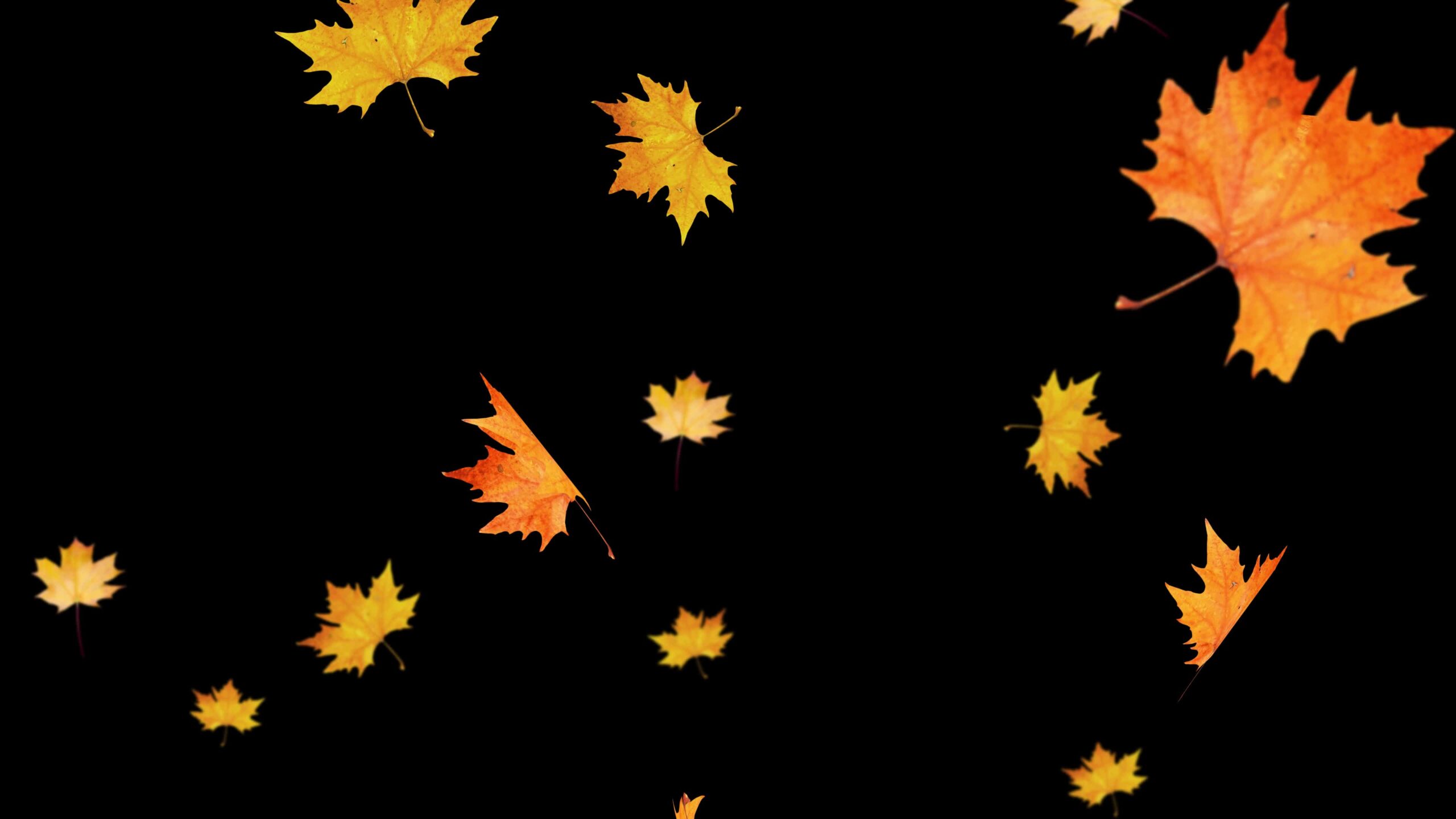 Foglie di autunno cadono su sfondo nero