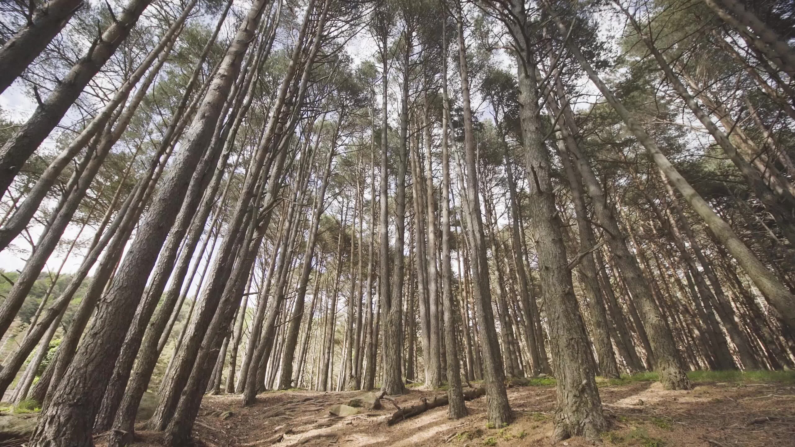 Bosco in estate con alberi alti