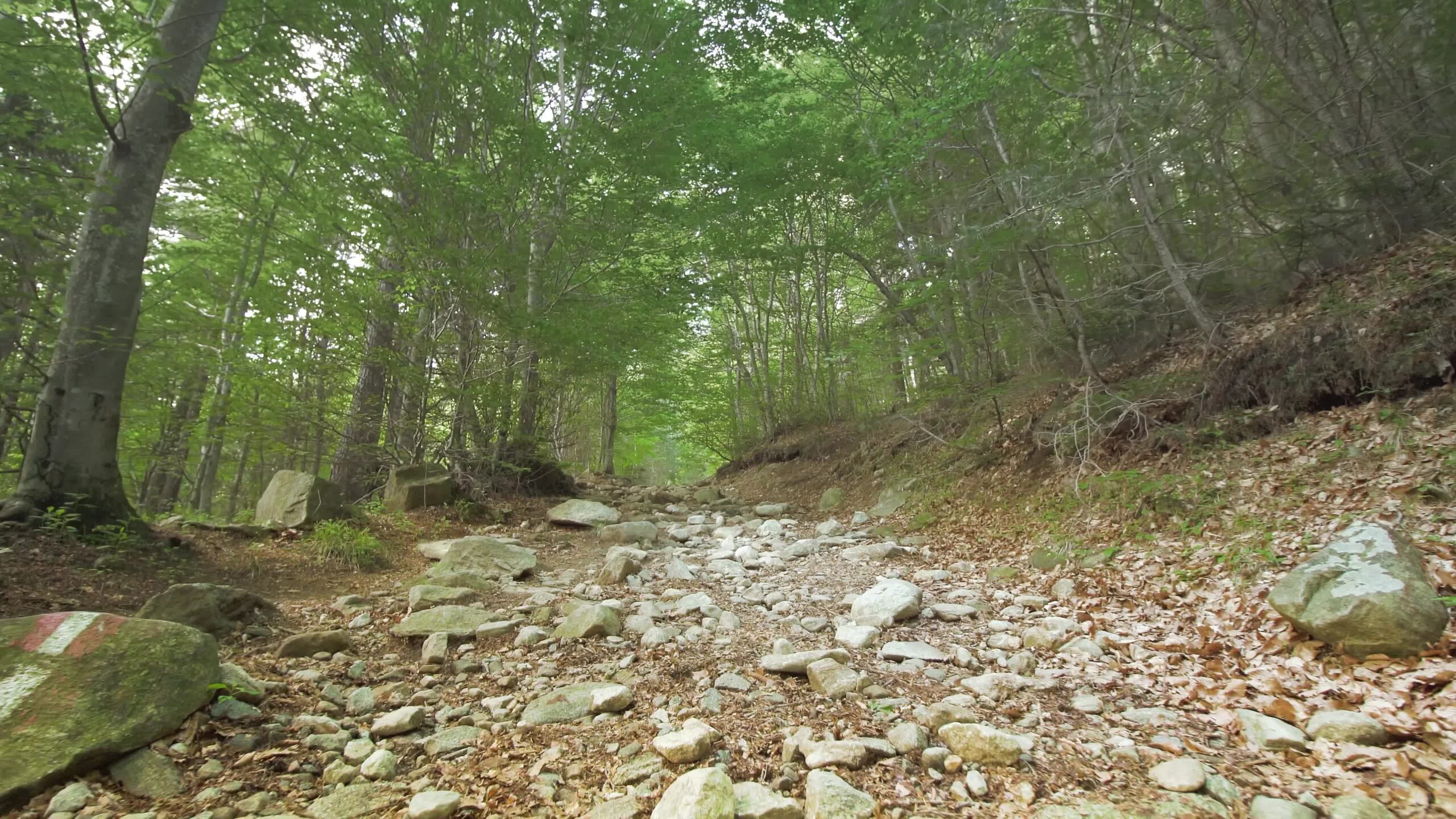 Strada nel bosco ricoperta da sassi