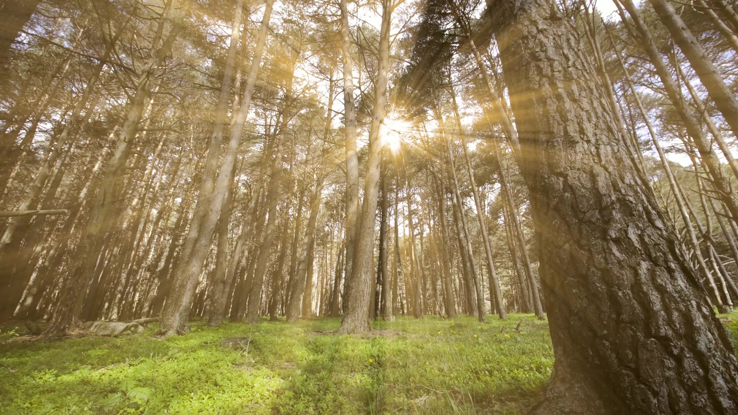 Enchantment in the Forest: Sunbeams through Majestic Trees
