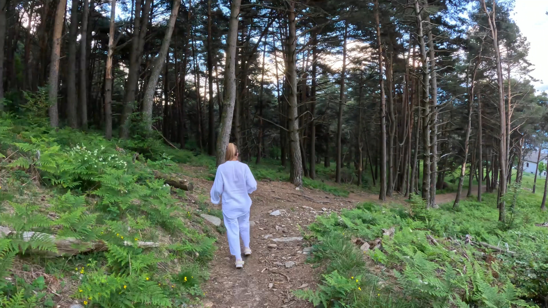 Hiking in timelapse nel bosco