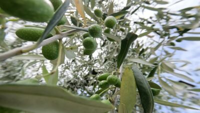 Olive verdi crescono sull'albero