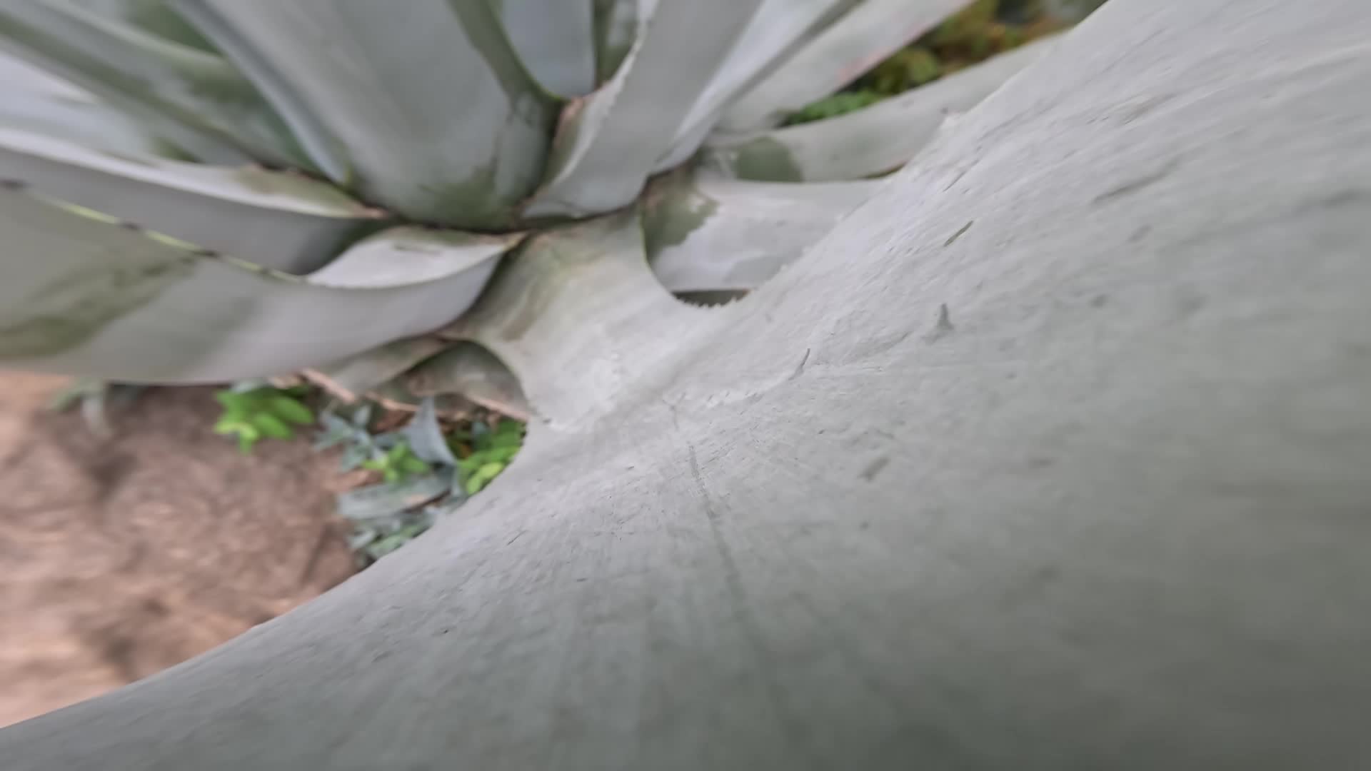 Ramo verde dell’agave americana