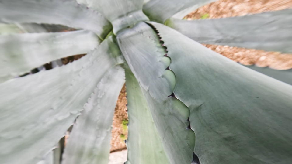 Foglie appuntite e arcuate dell’agava americana