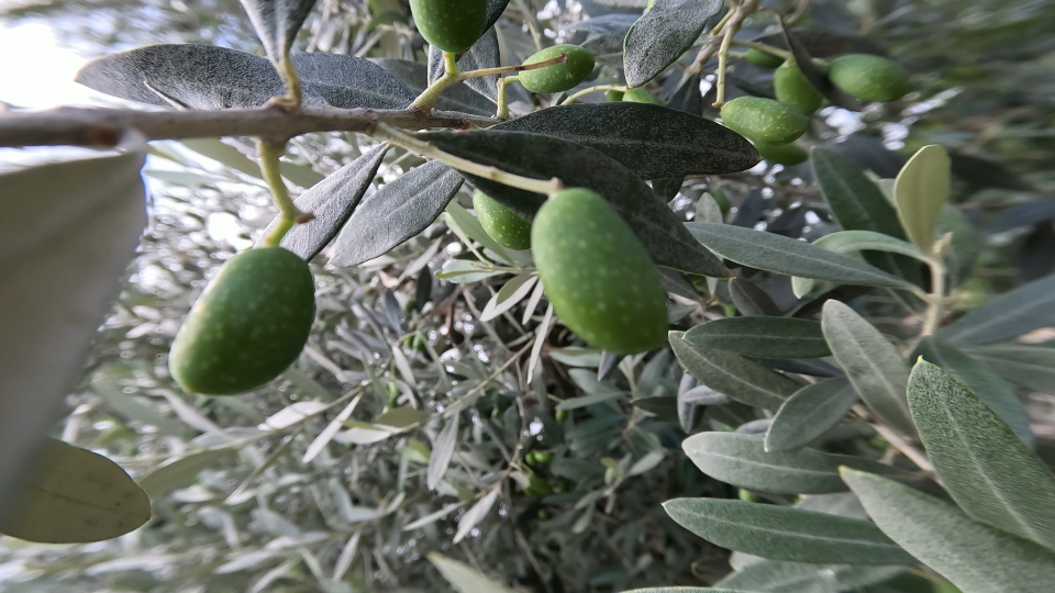 Macro shift between green olives and leaves