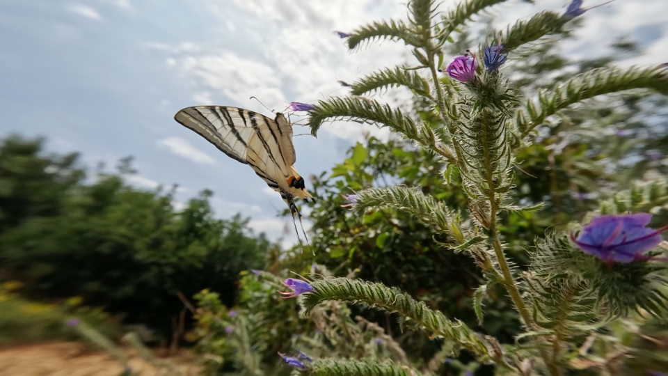 Farfalla il podalirio  mangia nettare della pianta e vola via